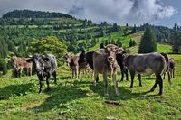 1089198_Kuh_Allg&auml;u_JMW